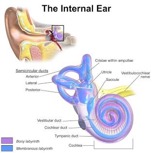 Sudden Hearing Loss and Vertigo